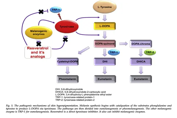 Resveratrol Powder Resveratrol Powder