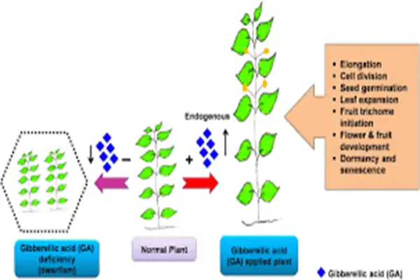 Gibberellic Acid Powder Gibberellic Acid Powder