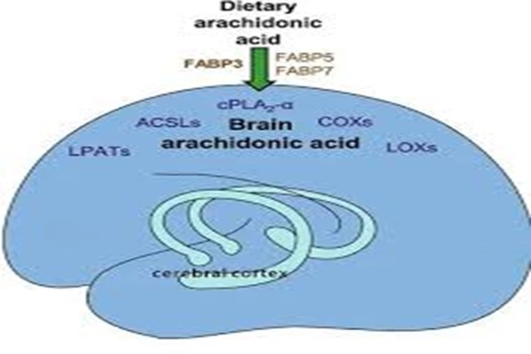 Arachidonic acid Powder