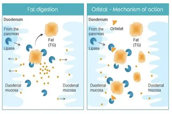 Orlistat Powder Orlistat Powder