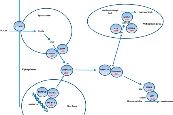 Mecobalamin Vitamin B12 Powder Mecobalamin Vitamin B12 Powder