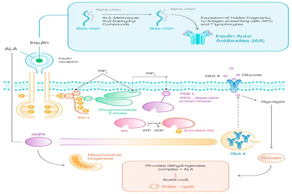 Alpha Lipoic Acid Powder Alpha Lipoic Acid Powder