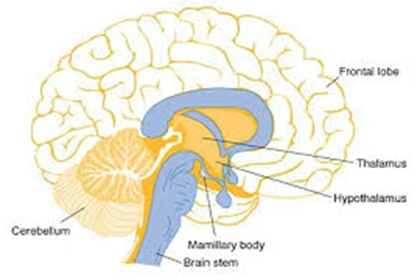 Sulbutiamine powder Sulbutiamine powder