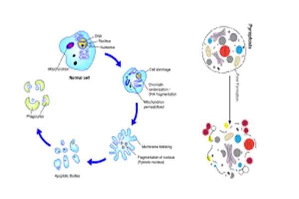 Nooglutyl powder Nooglutyl powder