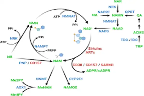 Nicotinamide Riboside Chloride Powder Nicotinamide Riboside Chloride Powder