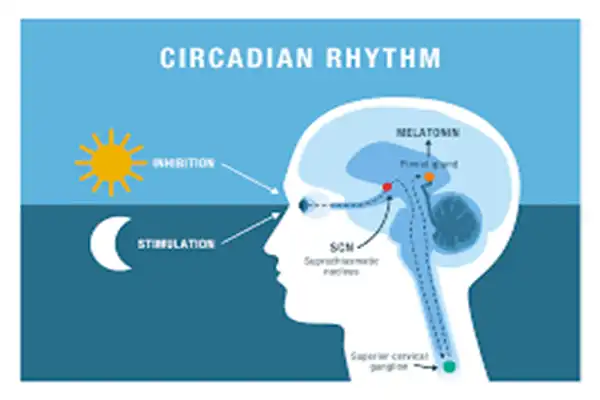 Melatonin Raw Powder Melatonin Raw Powder