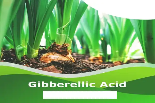 Gibberellic Acid Powder