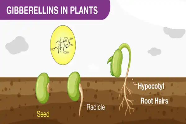 Gibberellic Acid Powder
