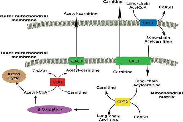 Carnitine base powder Carnitine base powder
