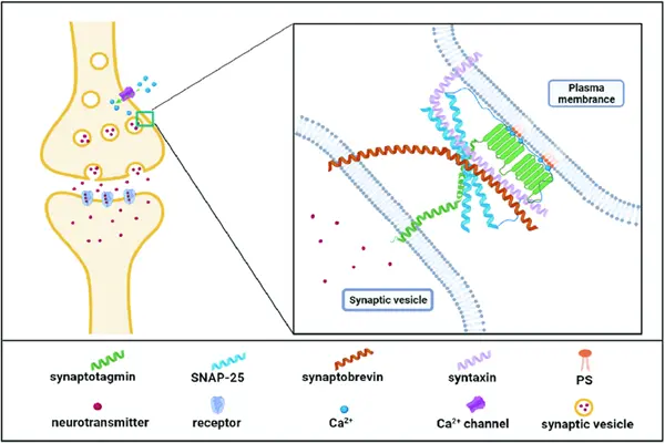Phosphatidylserine Powder Phosphatidylserine Powder