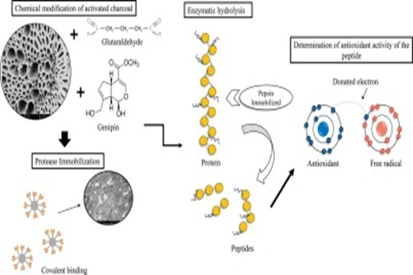 Pepsin Enzyme Powder Pepsin Enzyme Powder