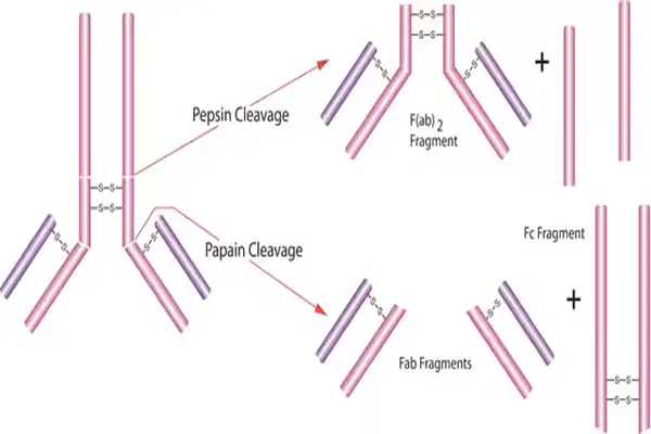 Pepsin Enzyme Powder Pepsin Enzyme Powder