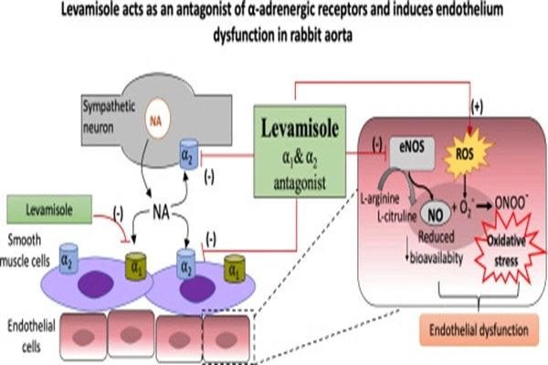 Levamisole Hcl Powder