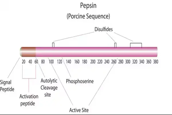 Pepsin Enzyme Powder Pepsin Enzyme Powder