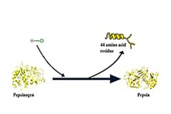 Pepsin Enzyme Powder