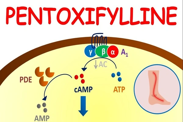 Mechanism of action of Oxpentifylline