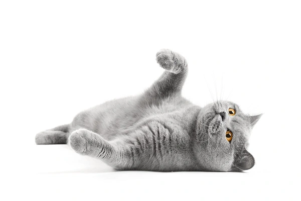 Effects of GS-441524 on cats Effects of GS-441524 on cats