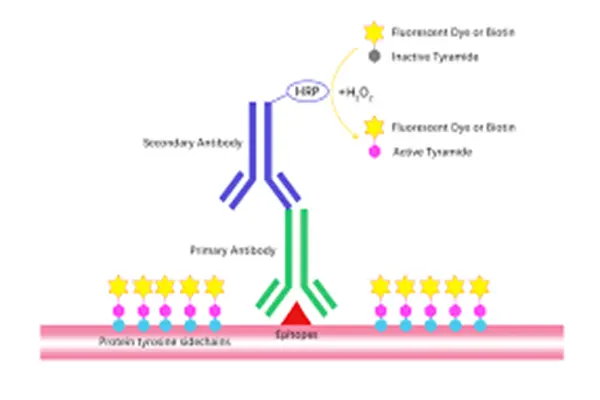 Mechanism of action of Mexiletine HCL USP Powder Mechanism of action of Mexiletine HCL USP Powder