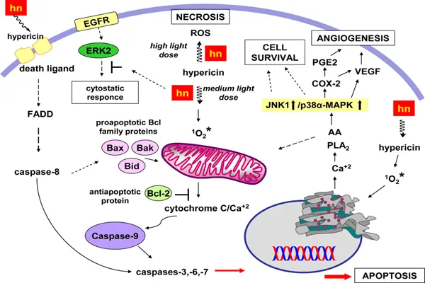 Hypericin as a potential lead compound for novel therapies