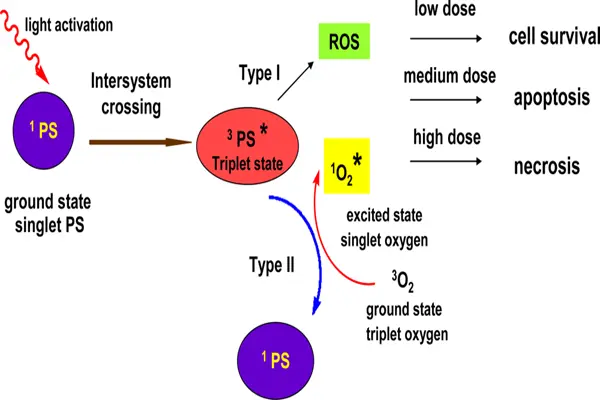 Mechanism of action of Hypericin Powder Mechanism of action of Hypericin Powder