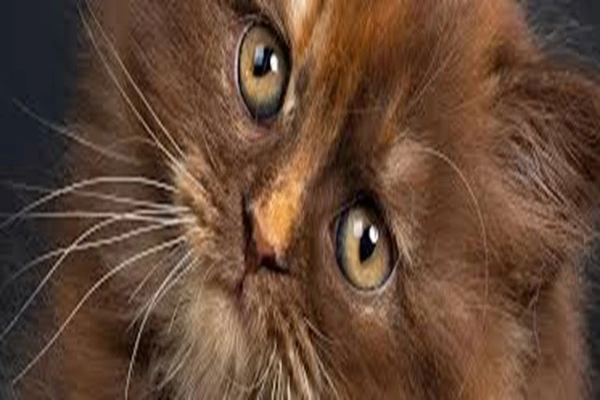 Uses of Enilconazole Powder in Pets Uses of Enilconazole Powder in Pets
