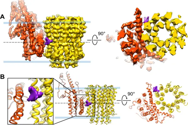 Bedaquiline inhibits ATP synthase in yeast and human mitochondria. Bedaquiline inhibits ATP synthase in yeast and human mitochondria.