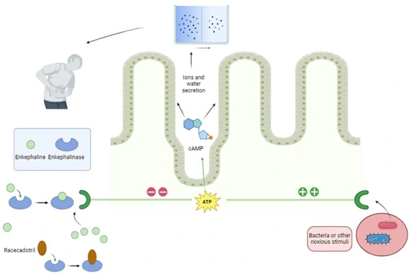Mechanism of action of 99% Racecadotril powder Mechanism of action of 99% Racecadotril powder