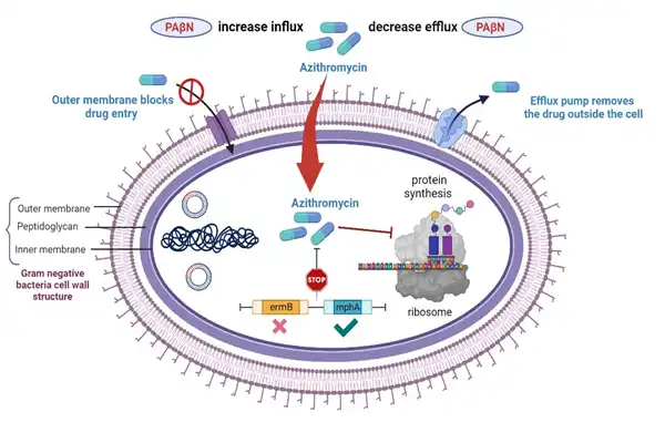  Boosting the Antibacterial Activity of Azithromycin on Multidrug