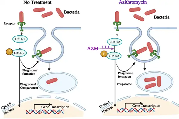 Mechanism of action of Azithromycin Powder Mechanism of action of Azithromycin Powder