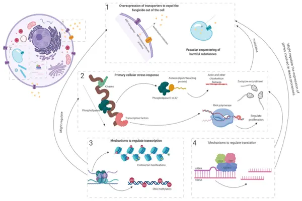 Mechanism of action of Mefenoxam Mechanism of action of Mefenoxam