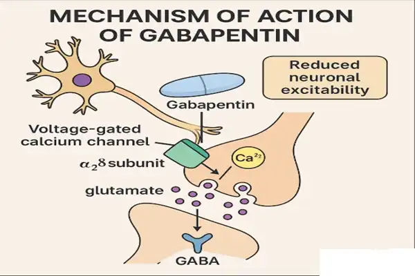 The effects of Gabapentin Powder The effects of Gabapentin Powder
