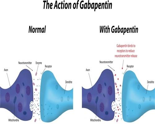 Mechanism of action of Gabapentin Powder Mechanism of action of Gabapentin Powder