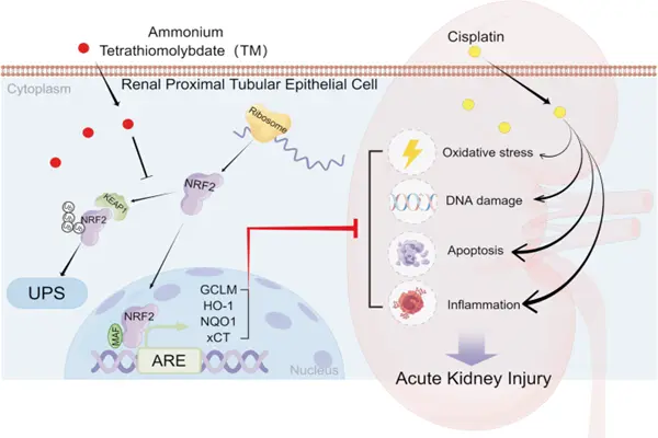 Ammonium tetrathiomolybdate alleviates oxidative stress in cisplatin-induced acute kidney injury through the following pathways. Ammonium tetrathiomolybdate alleviates oxidative stress in cisplatin-induced acute kidney injury through the following pathways.