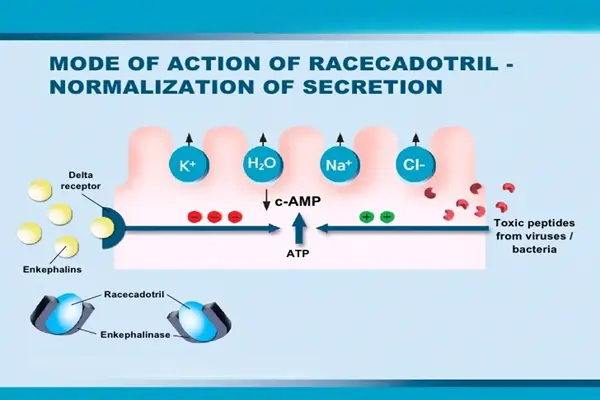 Mechanism of action of Racecadotril