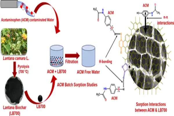 Mechanism of action of Acetamoren Mechanism of action of Acetamoren