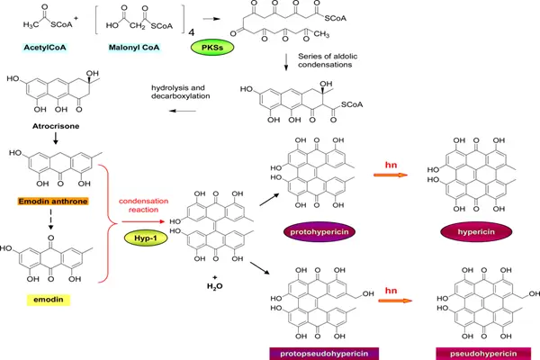 Hypericins as Potential Leads for New Therapeutics Hypericins as Potential Leads for New Therapeutics