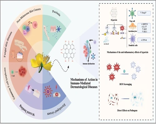 Hypericin is a photodynamic immunomodulator. Hypericin is a photodynamic immunomodulator.