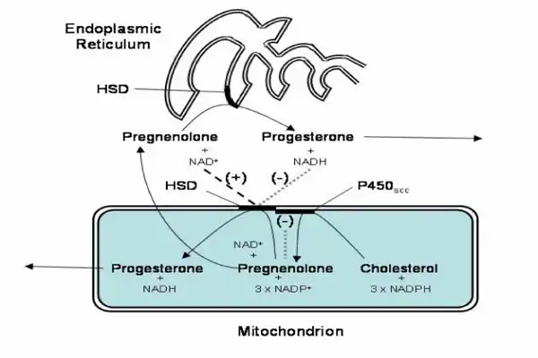 Research on the regulatory mechanism of pregnenolone on progesterone synthesis Research on the regulatory mechanism of pregnenolone on progesterone synthesis