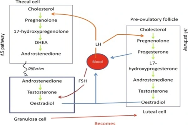 Overview of pregnenolone