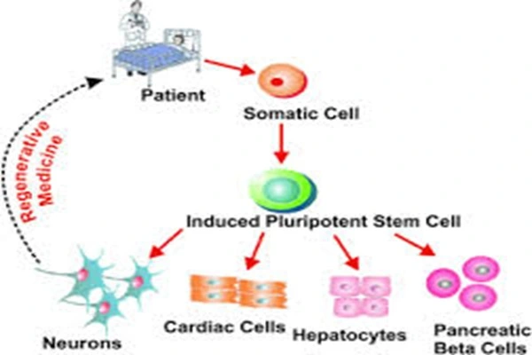 Mechanism of action of RepSox