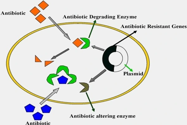 Mechanism of action of FidaxoMicin powder Mechanism of action of FidaxoMicin powder