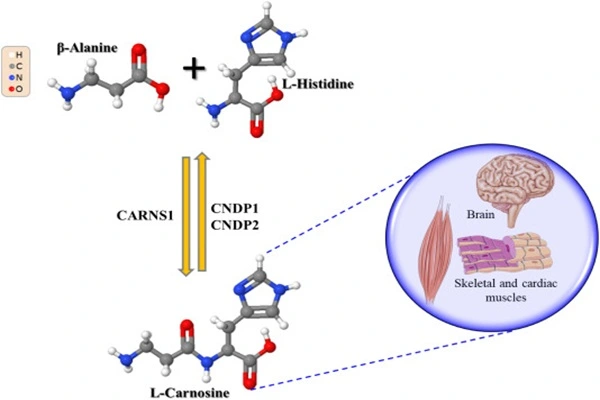 Mechanism of action of L-carnosine powder Mechanism of action of L-carnosine powder