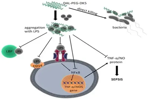 Mechanism of action of Met-Enkephalin-Arg-Phe peptide