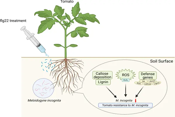 Flg22 Peptide can induce plant immunity and reduce infection by southern root-knot nematodes.