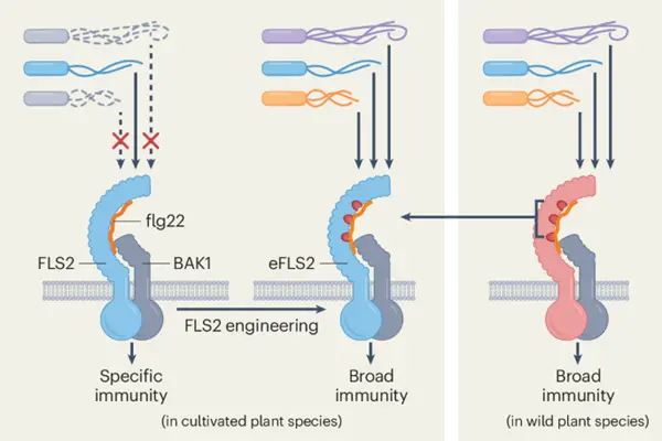 Expanding flg22 recognition in plants 