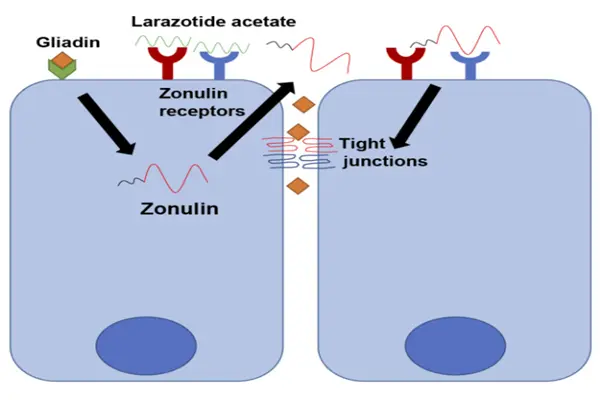 Mechanism of action of Larazotide peptide