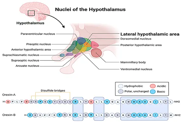 The orexin/hypothalamic secretin system, as a peptide regulator of alertness, coordinates adaptation. The orexin/hypothalamic secretin system, as a peptide regulator of alertness, coordinates adaptation.