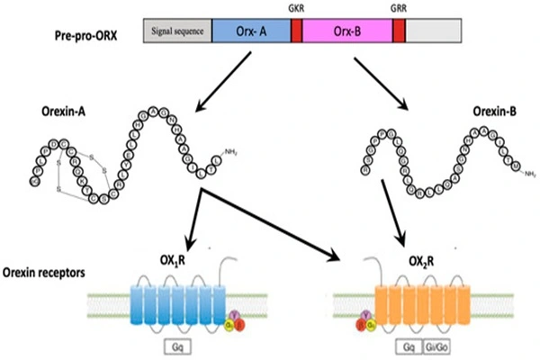 Physiological role of the Orexin-A Peptide system in health