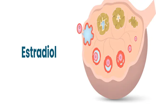 Estradiol powder