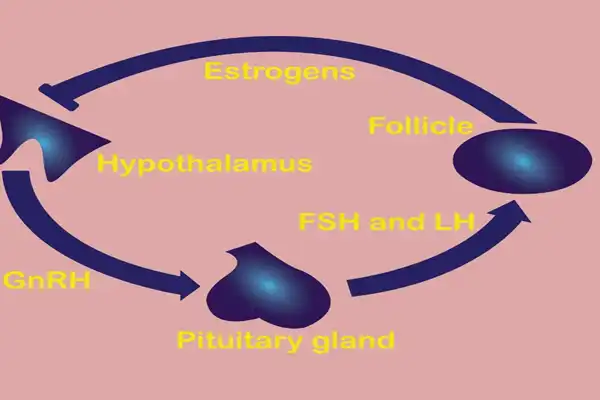 Estradiol powder